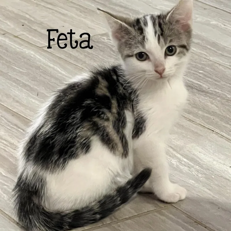 A baby medium-sized female Black Domestic Short Hair cat named Feta...reserved at first  for adoption in Murfreesboro, TN