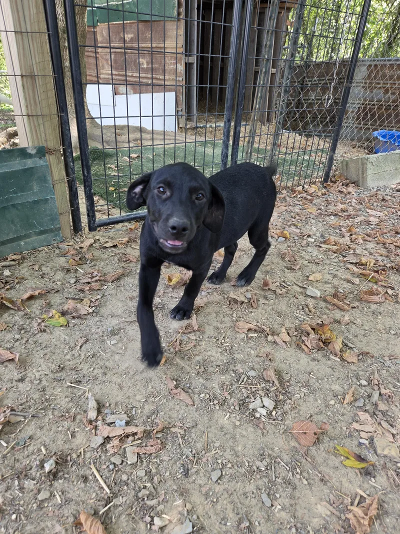 A baby large-sized female Staffordshire Bull Terrier dog named Sunny for adoption in Tracy City , TN