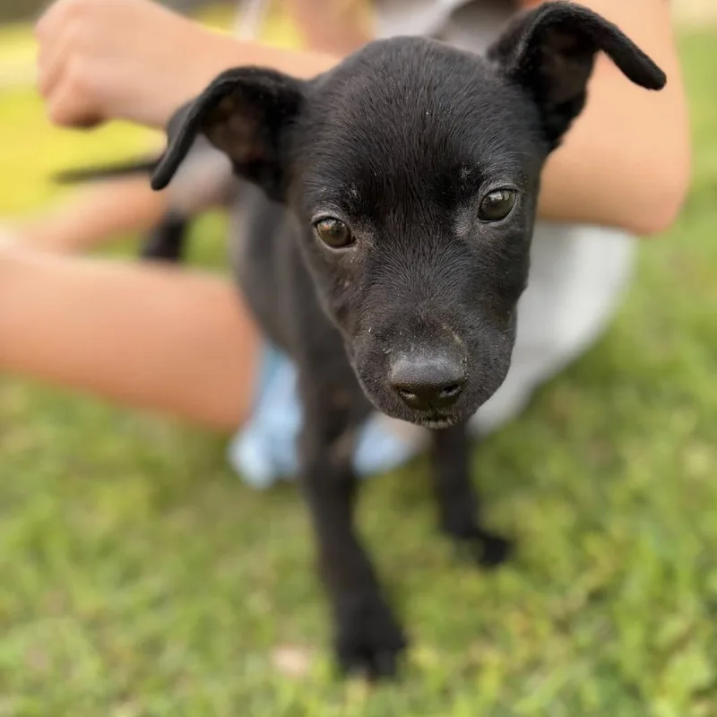 Scuff Fka Meyer thumbnail 2