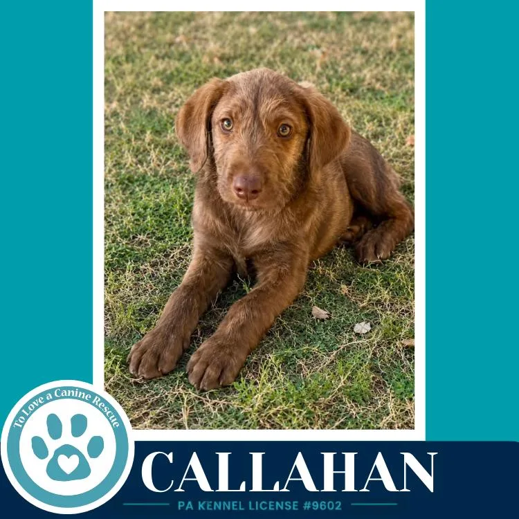 Callahan