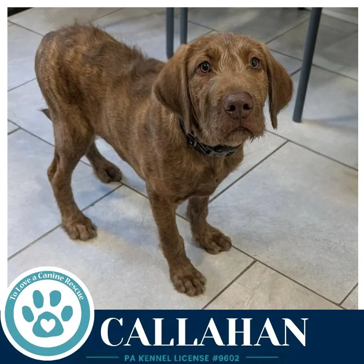 Callahan thumbnail 2