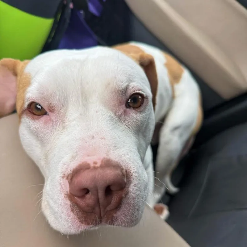 A young medium-sized male White / Cream Pit Bull Terrier dog named Avocado for adoption in Valparaiso, IN