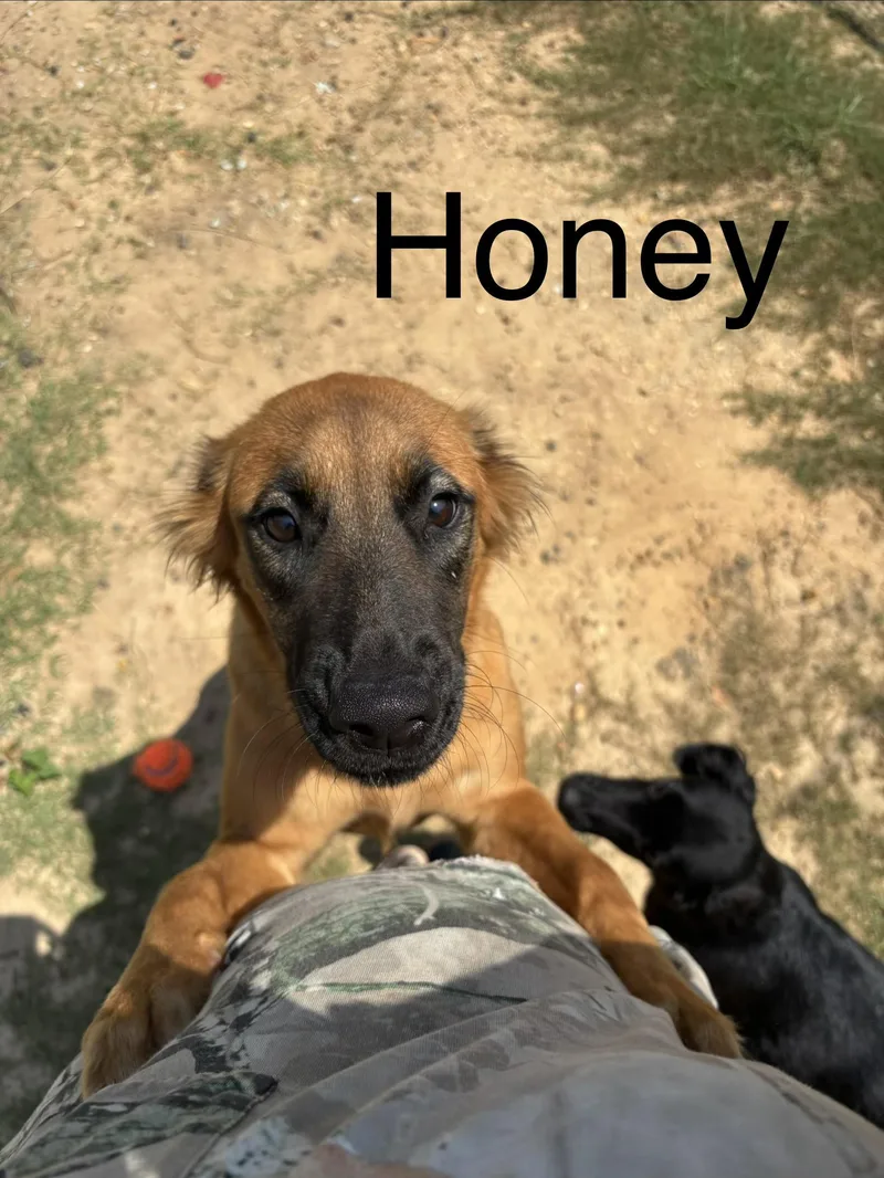 A young medium-sized female Shepherd dog named Honey Bun for adoption in Zimmerman, MN