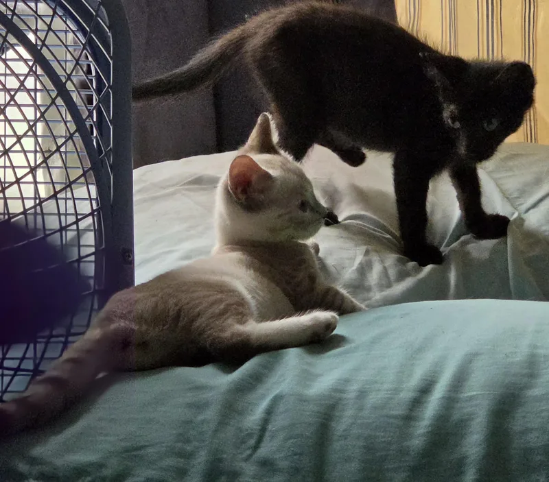 A baby small-sized male Black Domestic Short Hair cat named Soprano for adoption in New York, NY