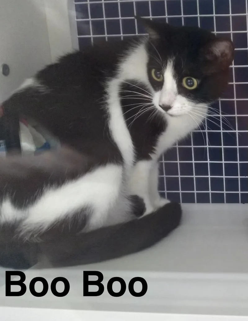 Boo Boo