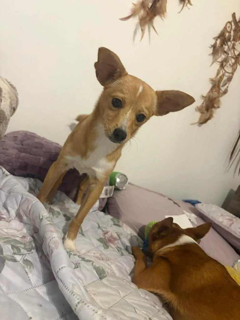 A baby medium-sized female Chihuahua dog named Sandy for adoption in Mustang, OK