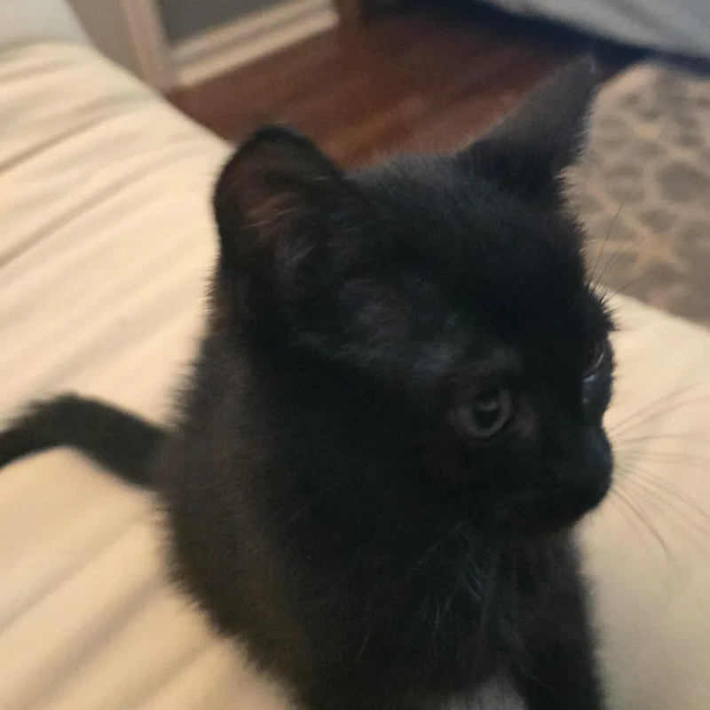 A baby medium-sized female Black Domestic Short Hair cat named Trixie for adoption in Beaufort, SC