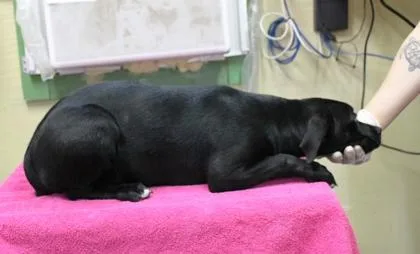 A baby medium-sized female Labrador Retriever dog named Celestia for adoption in Picayune, MS