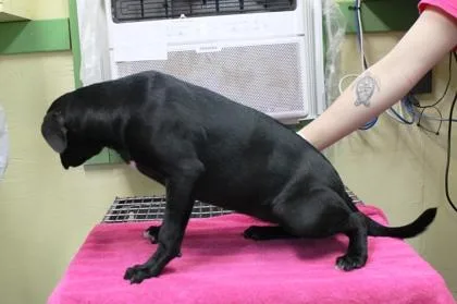 Celestia thumbnail 2