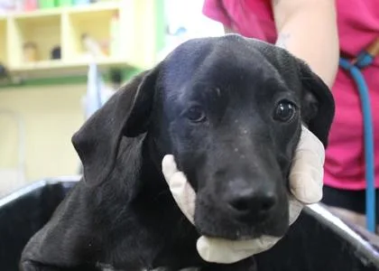 Celestia thumbnail 3