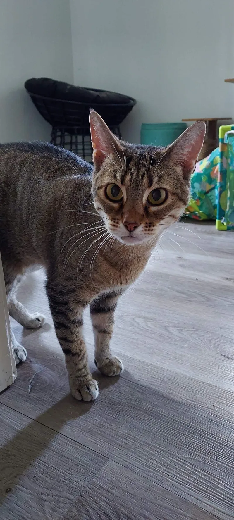 A young small-sized female Domestic Short Hair cat named Haya for adoption in Drasco, AR