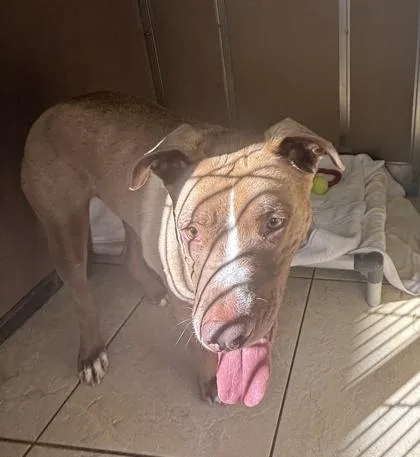 An adult large-sized male Mixed Breed dog named Duke for adoption in Honolulu, HI