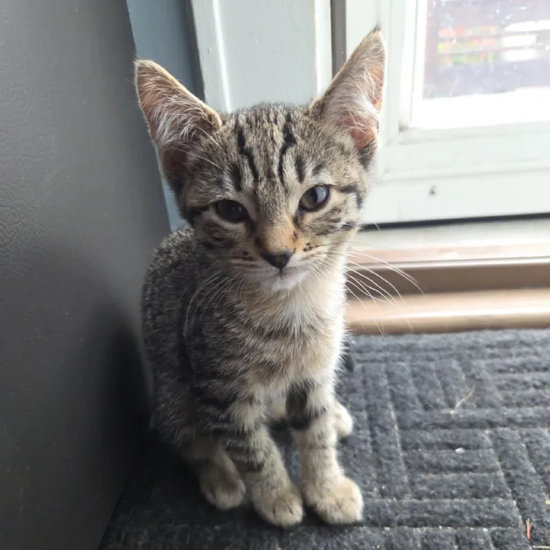 A baby small-sized female Brown / Chocolate Domestic Short Hair cat named Ingrid Bergman for adoption in Skokie, IL