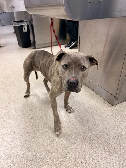An adult medium-sized female Pit Bull Terrier dog named Mila for adoption in Riverside, CA