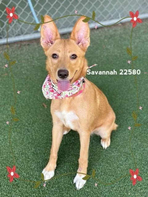 A baby medium-sized female Shepherd dog named Savannah for adoption in Marietta, GA