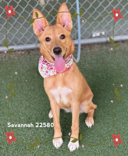 Savannah thumbnail 2