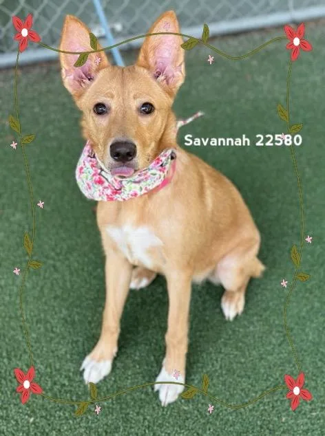 Savannah thumbnail 3