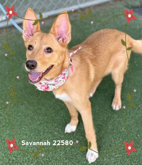 Savannah thumbnail 4