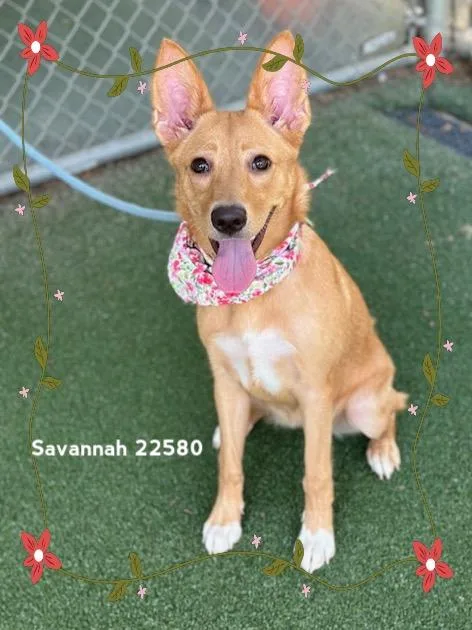 Savannah thumbnail 5