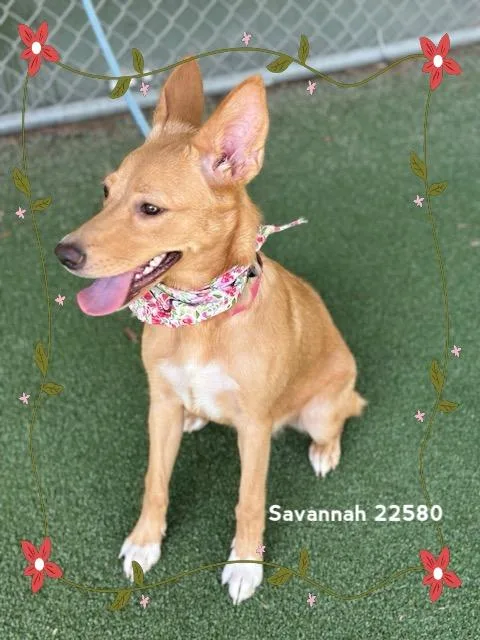 Savannah thumbnail 6