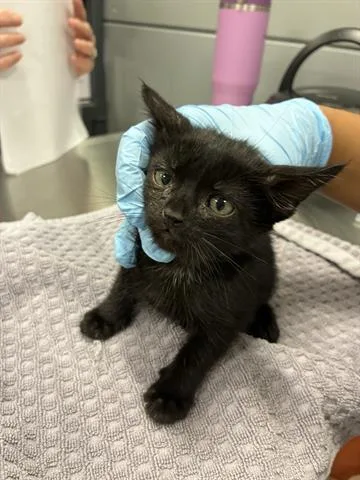 A baby small-sized female Domestic Medium Hair cat named Cucamonga for adoption in San Martin, CA