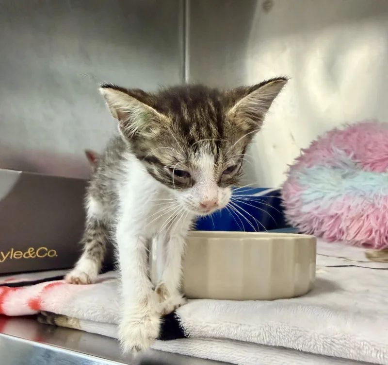 A baby small-sized female Domestic Short Hair cat named Angie for adoption in Honolulu, HI