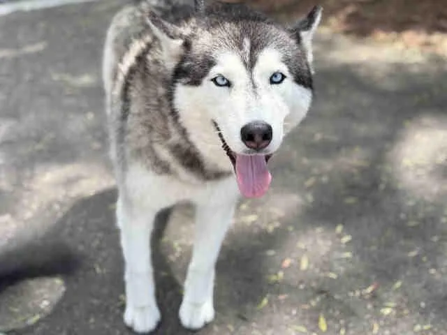 An adult medium-sized female Siberian Husky dog named Sarah Ella for adoption in Carlsbad, CA