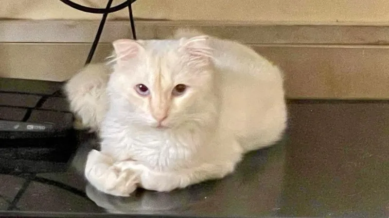 A young medium-sized male Scottish Fold cat named Lord for adoption in Lunenburg, MA