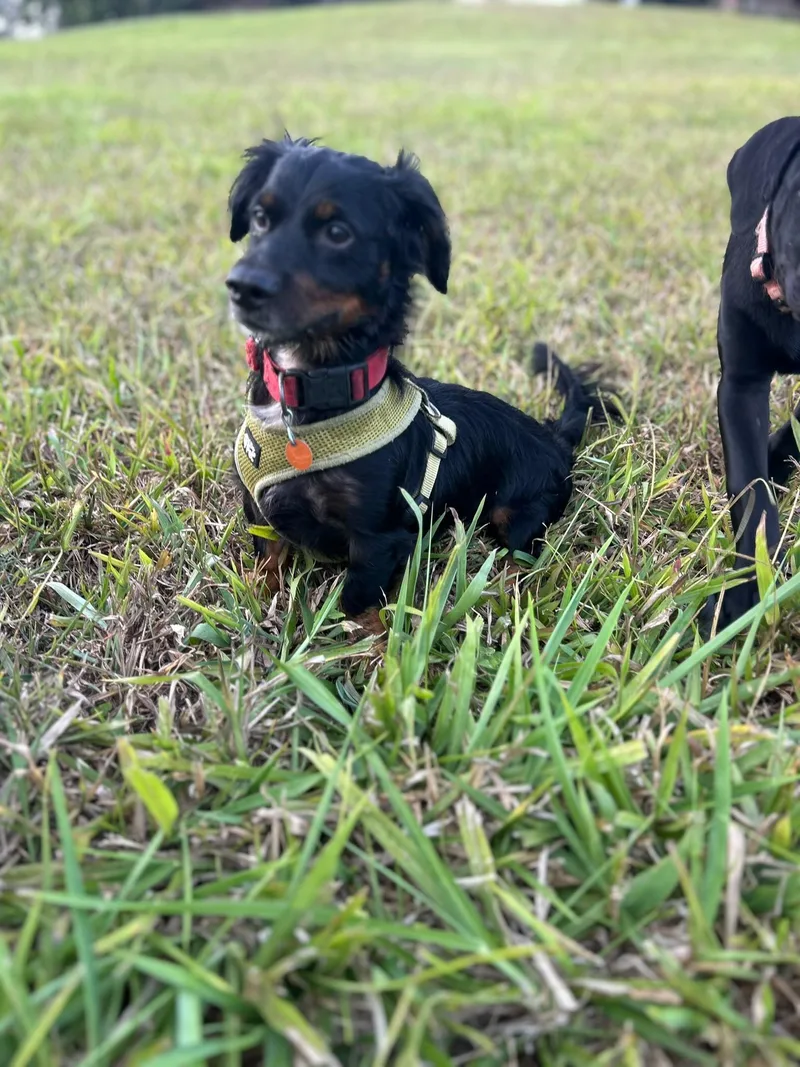 An adult small-sized male Dachshund (Miniature Long Haired) dog named Milo for adoption in Albion, NY