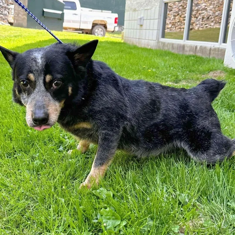 An adult medium-sized male Merle (Blue) Australian Cattle Dog / Blue Heeler dog named Jughead for adoption in Beulaville, NC
