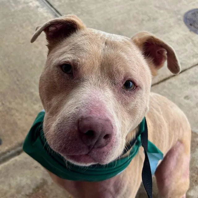An adult medium-sized male American Staffordshire Terrier dog named Bumi for adoption in San Antonio, TX