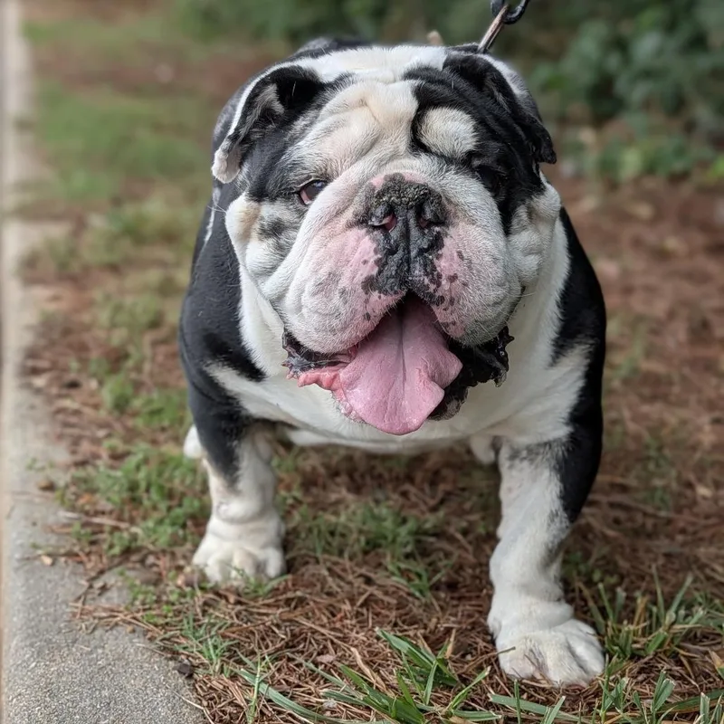 An adult medium-sized male English Bulldog dog named Ace for adoption in Tyrone, GA