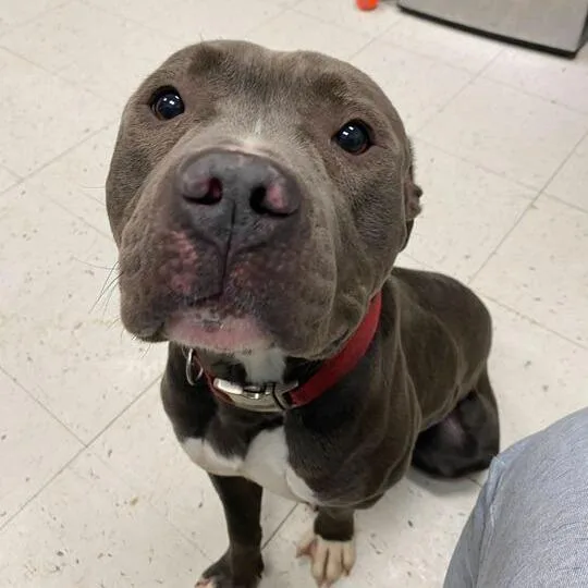 An adult medium-sized male Gray / Blue / Silver Mixed Breed dog named Missed Opportunity for adoption in Davenport, IA