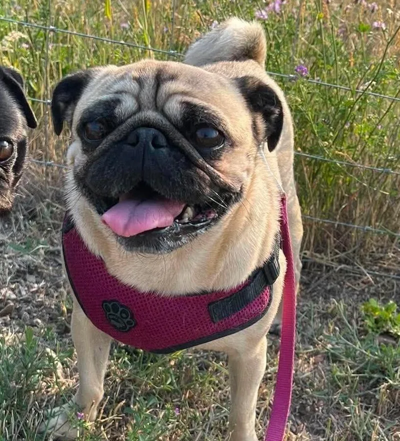 An adult medium-sized female Yellow / Tan / Blond / Fawn Pug dog named Mia for adoption in Eagle, ID