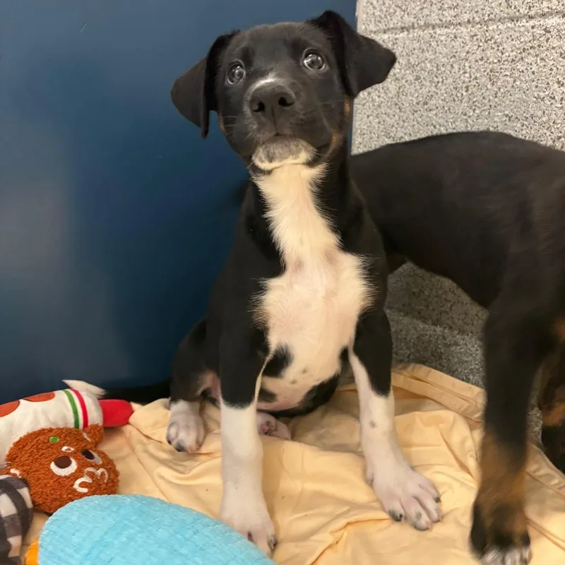 A baby small-sized female Black Mixed Breed dog named Madeleine for adoption in Washington Township, OH