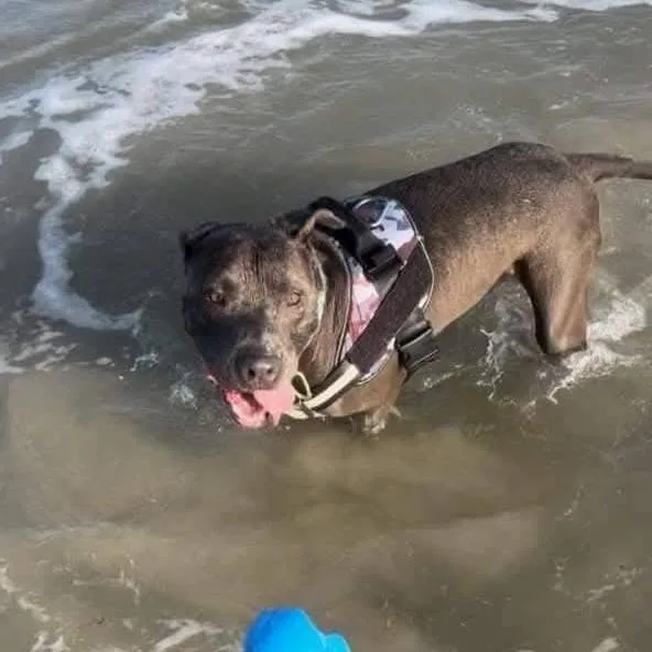 An adult medium-sized male Gray / Blue / Silver American Staffordshire Terrier dog named Eli for adoption in Tomball, TX