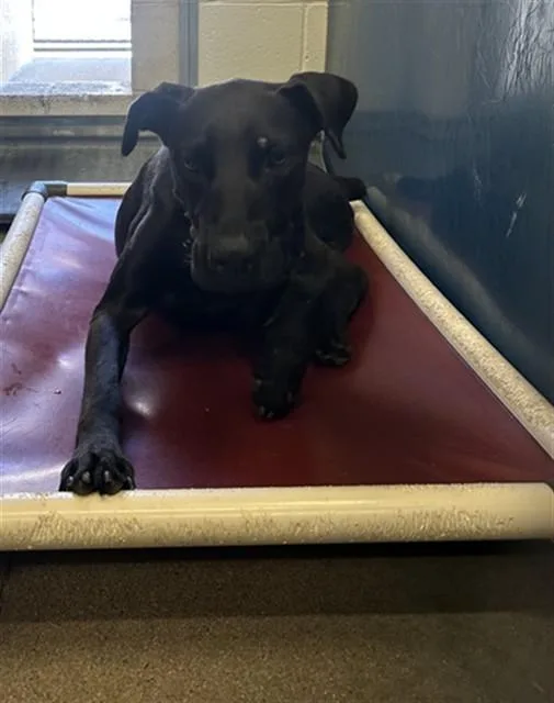 An adult large-sized male Labrador Retriever dog named Brady for adoption in Phoenix, AZ