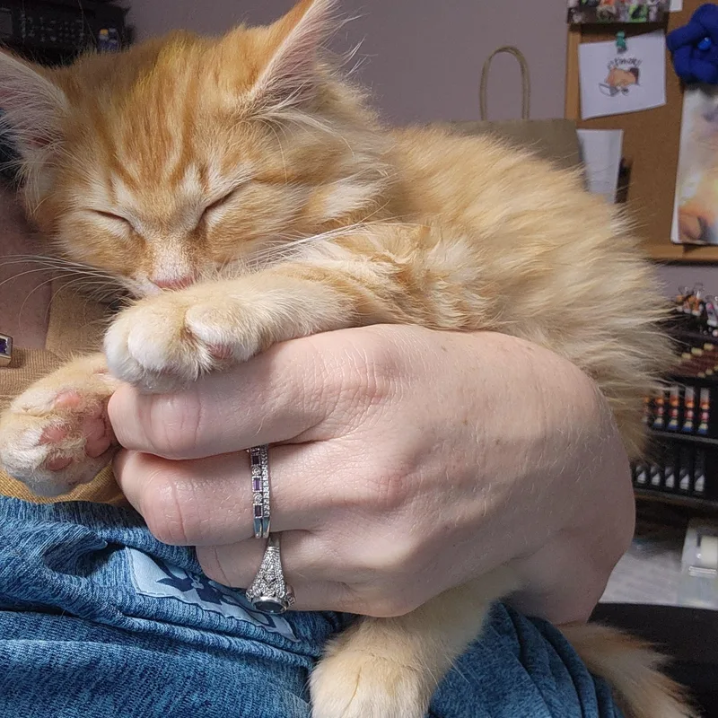 A baby medium-sized male Tabby (Orange / Red) Domestic Long Hair cat named Shakespeare for adoption in Boiling Springs, PA