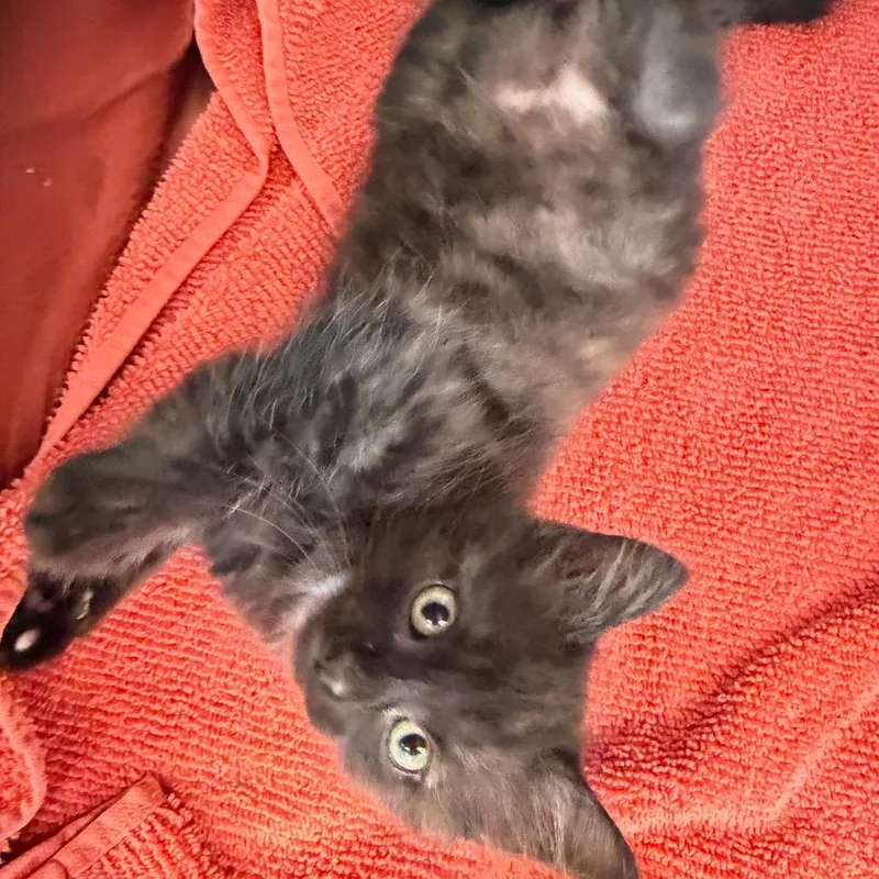 A baby small-sized male Black Domestic Medium Hair cat named Lynx for adoption in Englewood, FL