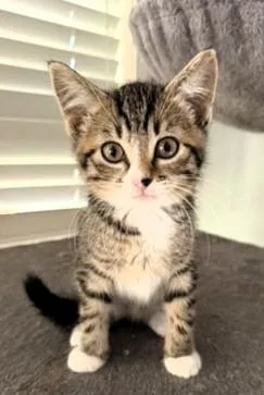 A baby small-sized female Brown / Chocolate Domestic Short Hair cat named Baby for adoption in Kansas City, MO