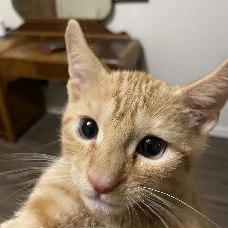 A baby small-sized male Orange / Red Domestic Short Hair cat named Michael Bacon FHA_ for adoption in Columbia, MO
