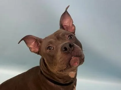 An adult large-sized female Pit Bull Terrier dog named Rain for adoption in Golden Valley, MN