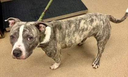 An adult medium-sized female Mixed Breed dog named Trixie for adoption in Chamblee, GA
