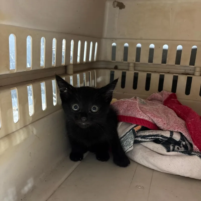 A baby small-sized male Black Domestic Short Hair cat named Stopsign for adoption in Parrish, AL