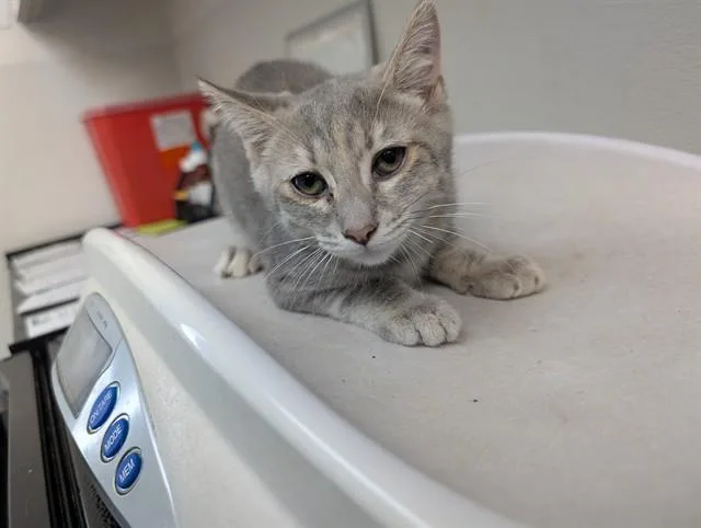 A baby small-sized female Domestic Short Hair cat named Trek for adoption in Antioch, CA
