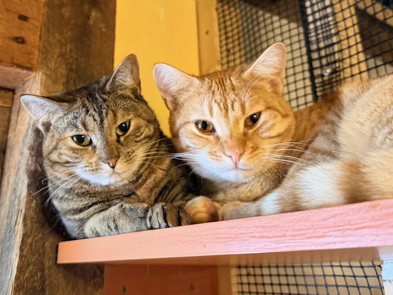 A young medium-sized male Tabby (Orange / Red) Domestic Short Hair cat named Caboodle for adoption in Wells, ME