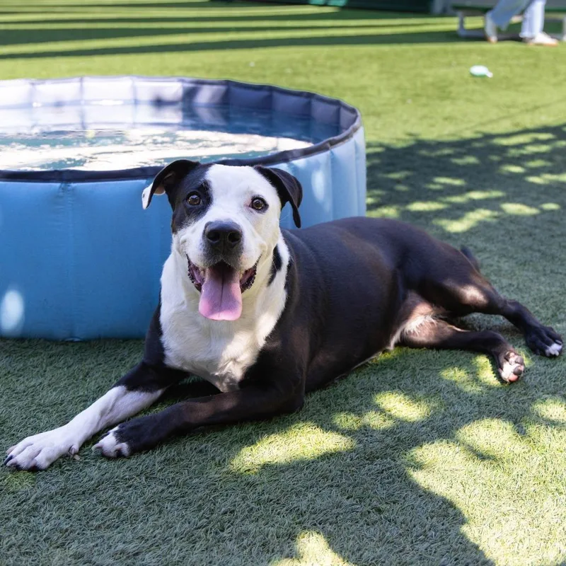 An adult medium-sized female Black Pit Bull Terrier dog named Monica for adoption in Pasadena, CA