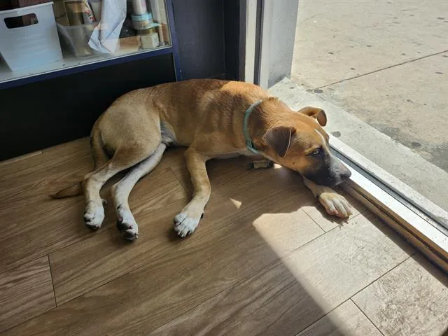 A young large-sized male Black Mouth Cur dog named Buddy for adoption in San Antonio, TX