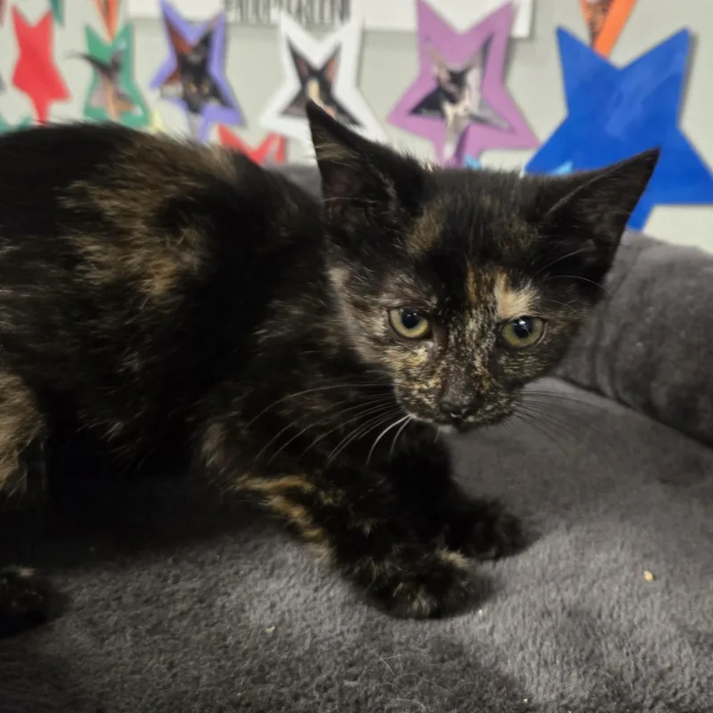 A young medium-sized female Domestic Short Hair cat named Dottie for adoption in Xenia , OH