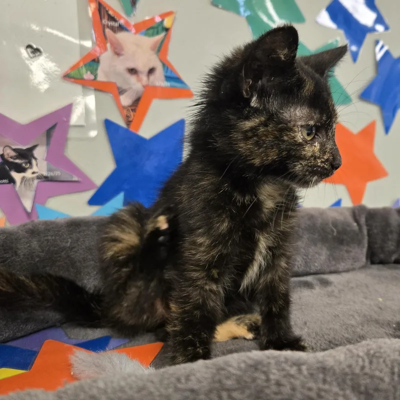 Dottie thumbnail 4